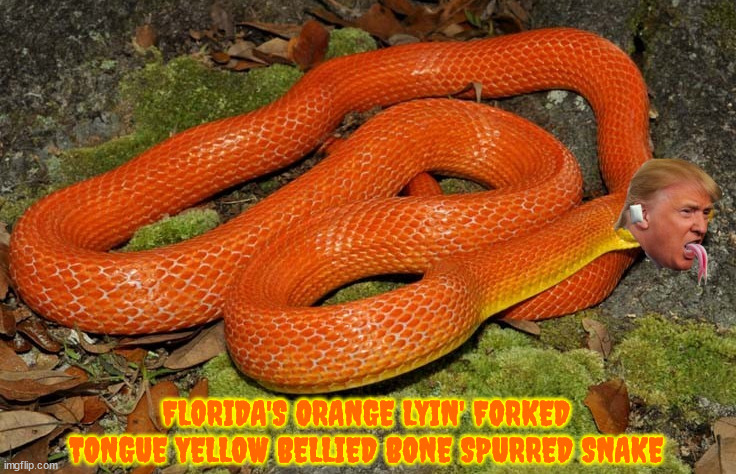Florida's Orange Lyin' Forked Tongue Yellow Bellied Bone Spurred Snake | FLORIDA'S ORANGE LYIN' FORKED TONGUE YELLOW BELLIED BONE SPURRED SNAKE | image tagged in maga reptublican,orange lyin' forked tongue yellow bellied bone spurried snake,florida's orange snake,snske bit,orange racist | made w/ Imgflip meme maker