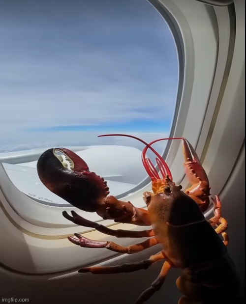 Traveling lobster :D | image tagged in lobster,plane,travel,aviation | made w/ Imgflip meme maker