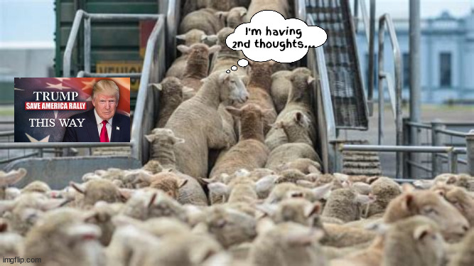 Sheeple on their way to slaughter | I'm having 2nd thoughts... THIS WAY | image tagged in trump rallyntoday,last rodeo,maga martyrs,maga murder,bringing in the fleece,baaaa | made w/ Imgflip meme maker