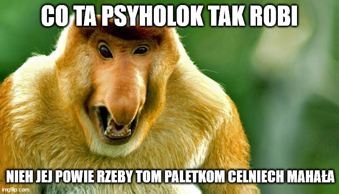 I'll take your entire stock - polish version | CO TA PSYHOLOK TAK ROBI; NIEH JEJ POWIE RZEBY TOM PALETKOM CELNIECH MAHAŁA | image tagged in i'll take your entire stock - polish version | made w/ Imgflip meme maker