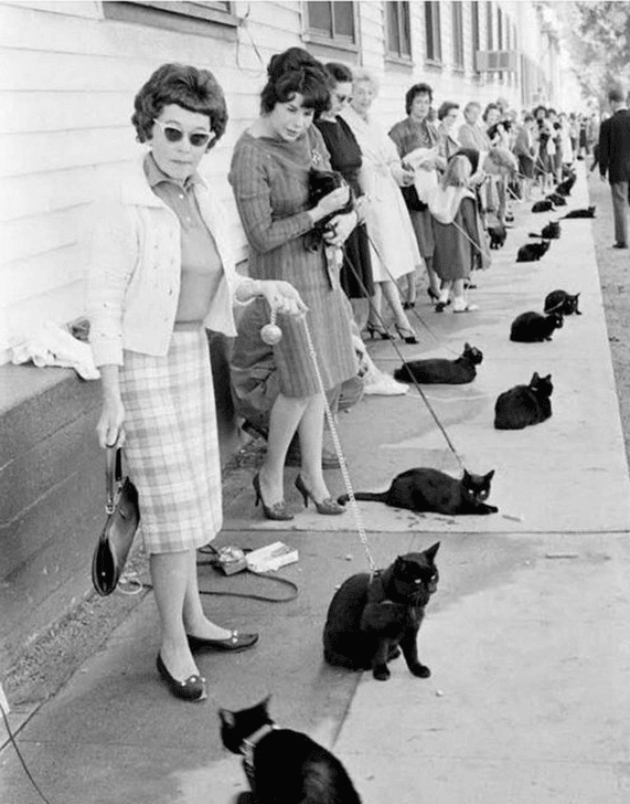 Childless Cat ladies lined up to vote against Trump/Vance Blank Meme Template