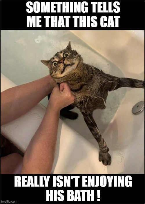 It's Soapy Suds Time ! | SOMETHING TELLS ME THAT THIS CAT; REALLY ISN'T ENJOYING
HIS BATH ! | image tagged in cats,bath time,not enjoying | made w/ Imgflip meme maker