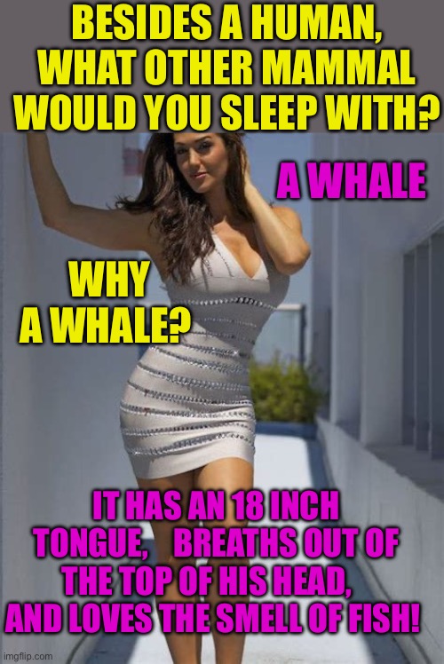 Who knew? | BESIDES A HUMAN, WHAT OTHER MAMMAL WOULD YOU SLEEP WITH? A WHALE; WHY A WHALE? IT HAS AN 18 INCH TONGUE,    BREATHS OUT OF THE TOP OF HIS HEAD,    AND LOVES THE SMELL OF FISH! | image tagged in all dressed no place to go,sex jokes,funny memes,funny,babes,oral sex | made w/ Imgflip meme maker