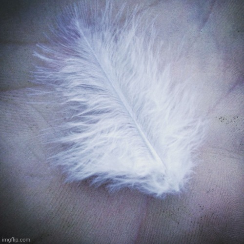 Angel feather  | image tagged in angel feather | made w/ Imgflip meme maker