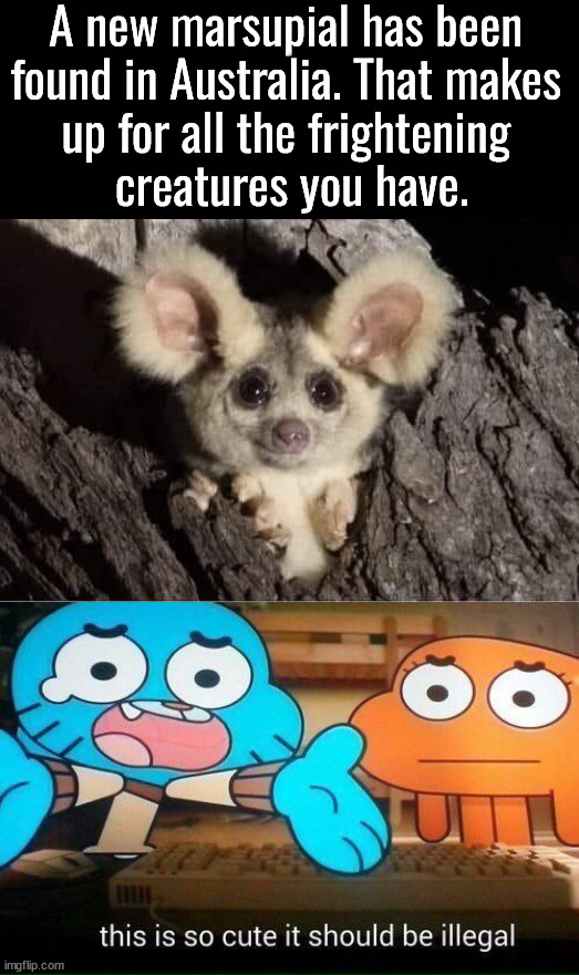 So cute | A new marsupial has been 
found in Australia. That makes 
up for all the frightening 
creatures you have. | image tagged in this is so cute it should be illegal,meanwhile in australia | made w/ Imgflip meme maker