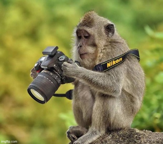 Photographer monkey | image tagged in photographer monkey | made w/ Imgflip meme maker