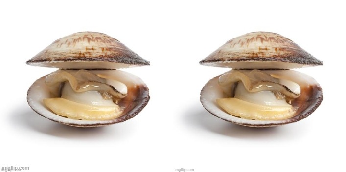 clam mitosis | image tagged in clam,clam mitosis | made w/ Imgflip meme maker