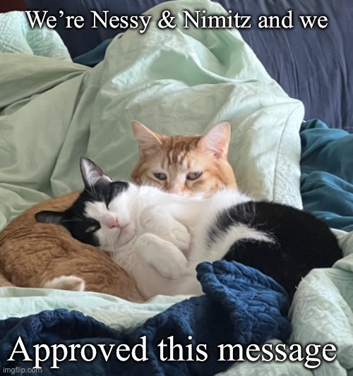 Nessy Nimitz approved | We’re Nessy & Nimitz and we; Approved this message | image tagged in cats,cute cat | made w/ Imgflip meme maker