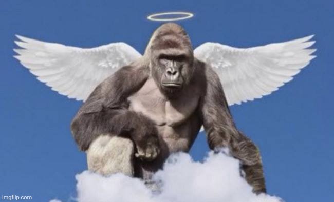 Harambe | image tagged in harambe | made w/ Imgflip meme maker