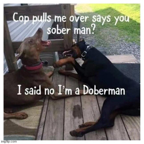 A cop pulls me over... | image tagged in eyeroll,bad joke dog | made w/ Imgflip meme maker