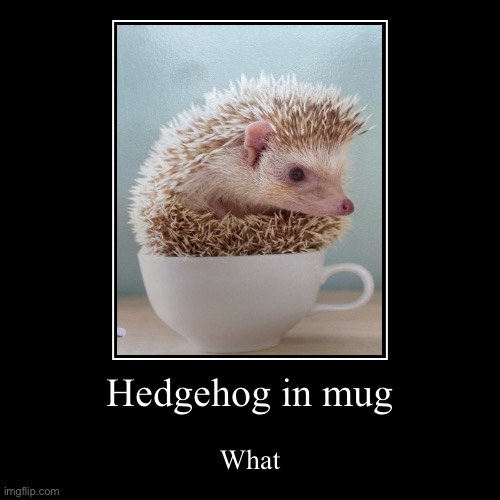 Hedgehog in mug | What | image tagged in funny,demotivationals | made w/ Imgflip demotivational maker