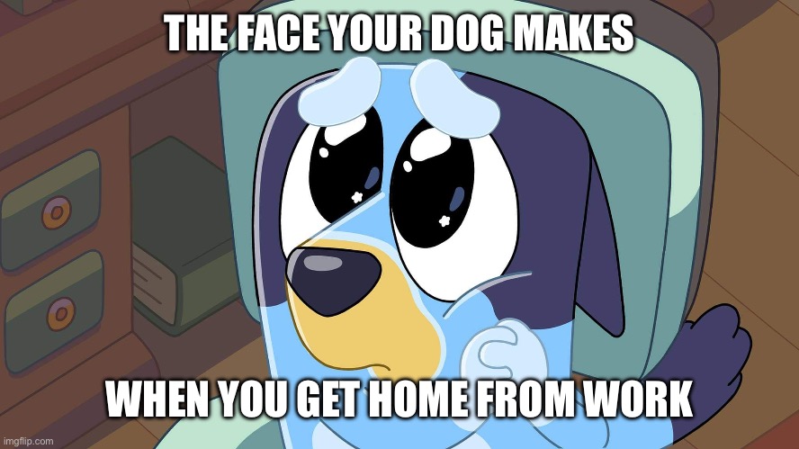 Bluey's Please Face | THE FACE YOUR DOG MAKES; WHEN YOU GET HOME FROM WORK | image tagged in bluey's please face,memes,bluey | made w/ Imgflip meme maker