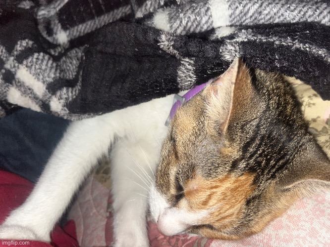 she won’t stop making biscuits on my side :sob: | made w/ Imgflip meme maker