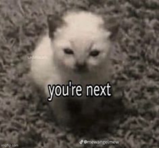 Imma die from this cat | made w/ Imgflip meme maker