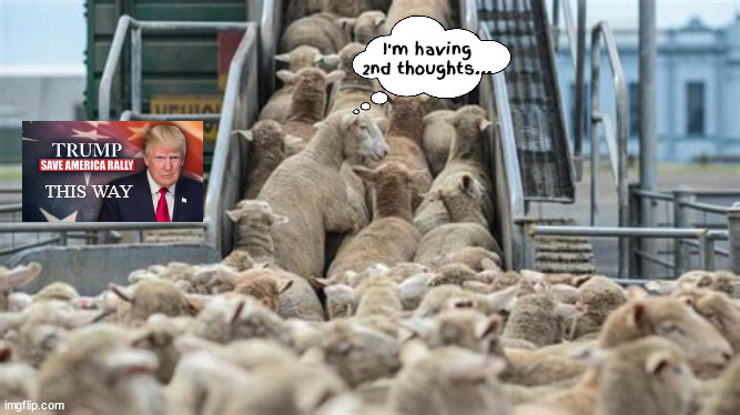 Trump Rally sheeple | image tagged in maga murder,sheeple slaughter,baaa,fleecing the sheeple again,last rodeo,maga martyrs | made w/ Imgflip meme maker