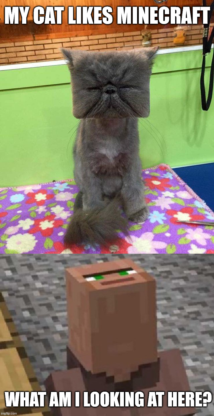Minecraft cat | MY CAT LIKES MINECRAFT; WHAT AM I LOOKING AT HERE? | image tagged in minecraft villager looking up | made w/ Imgflip meme maker