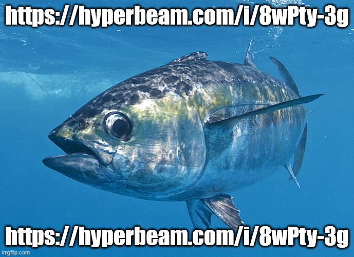 https://hyperbeam.com/i/8wPty-3g | https://hyperbeam.com/i/8wPty-3g; https://hyperbeam.com/i/8wPty-3g | image tagged in tuna fish | made w/ Imgflip meme maker