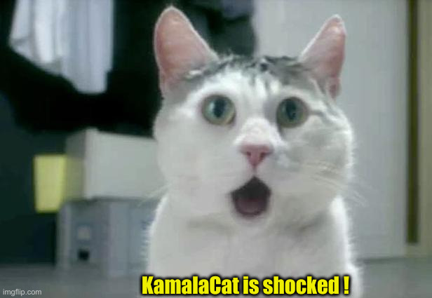 OMG Cat Meme | KamalaCat is shocked ! | image tagged in memes,omg cat | made w/ Imgflip meme maker