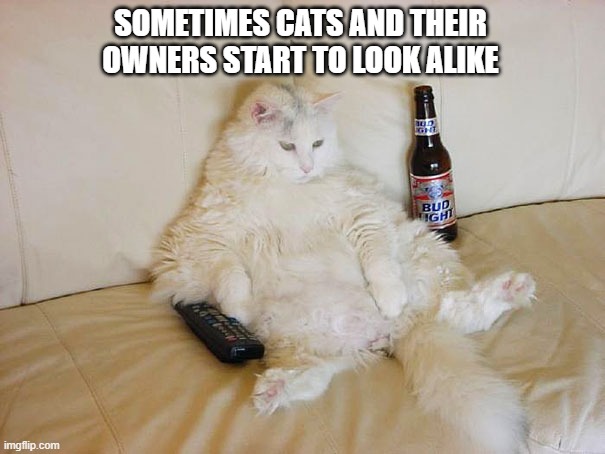 memes by Brad - Cats and owners can start to look alike | SOMETIMES CATS AND THEIR OWNERS START TO LOOK ALIKE | image tagged in funny,cats,funny cat memes,kitten,humor,cute kittens | made w/ Imgflip meme maker