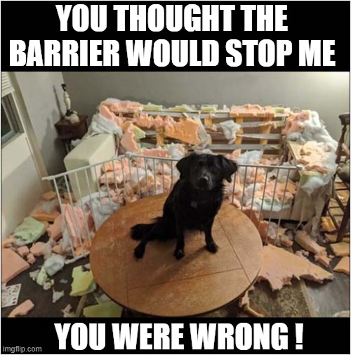 Sofa Ruined By Dog ! | YOU THOUGHT THE BARRIER WOULD STOP ME; YOU WERE WRONG ! | image tagged in dogs,sofa,destroyed | made w/ Imgflip meme maker