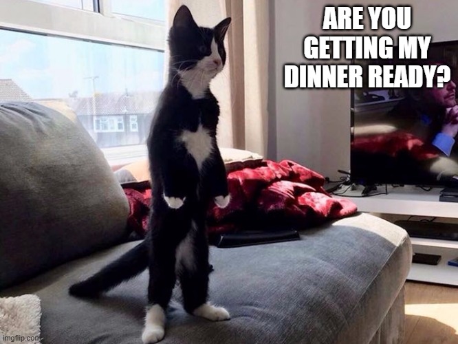 memes by Brad - Cat wants to know if dinner is being prepared | ARE YOU GETTING MY DINNER READY? | image tagged in funny,cats,kitten,funny cat,cute kitten,humor | made w/ Imgflip meme maker