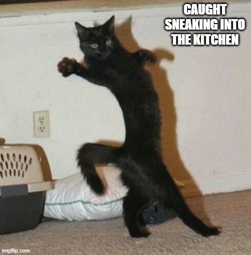 memes by Brad - Cat got caught sneaking into the kitchen | CAUGHT SNEAKING INTO THE KITCHEN | image tagged in funny,cats,kitten,funny cat,cute kitten,humor | made w/ Imgflip meme maker