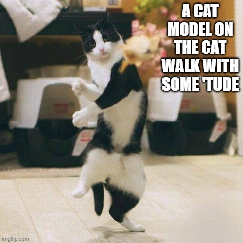 memes by Brad - A modeling cat on the catwalk is showing some 'tude | A CAT MODEL ON THE CAT WALK WITH SOME 'TUDE | image tagged in cats,funny,funny cat memes,models,cute kitten,humor | made w/ Imgflip meme maker