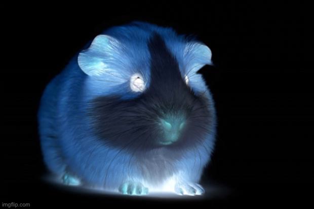 ghost ginny pig | image tagged in guinea pig | made w/ Imgflip meme maker