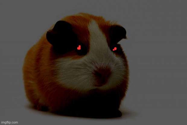 evil ginny pig | image tagged in guinea pig | made w/ Imgflip meme maker