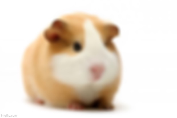 ginny pig but you forgot your glasses | image tagged in guinea pig | made w/ Imgflip meme maker