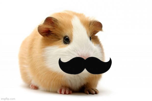 moustache | image tagged in guinea pig | made w/ Imgflip meme maker