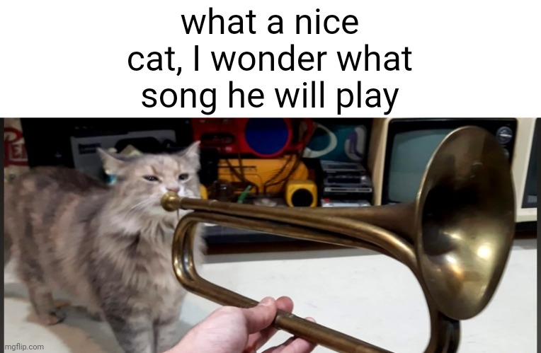 Cat playing Trumpet | what a nice cat, I wonder what song he will play | image tagged in cat playing trumpet | made w/ Imgflip meme maker
