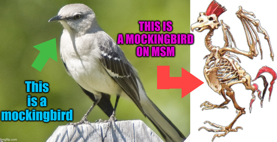 This is a mockingbird THIS IS A MOCKINGBIRD ON MSM | image tagged in mockingbird,death metal chicken | made w/ Imgflip meme maker