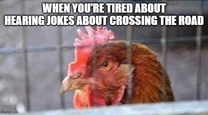 Mad Chicken | WHEN YOU'RE TIRED ABOUT HEARING JOKES ABOUT CROSSING THE ROAD | image tagged in funny,memes | made w/ Imgflip meme maker