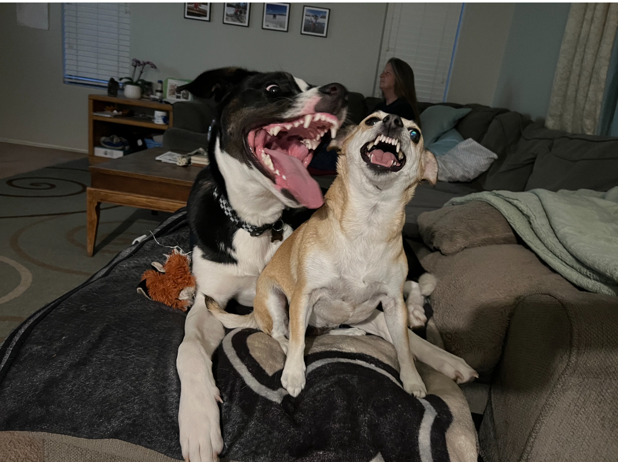 Laughing dogs Blank Meme Template