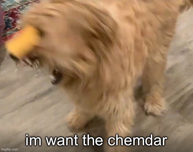 im want the chemdar | im want the chemdar | image tagged in dogs,cheese,goldendoodle,angery | made w/ Imgflip meme maker