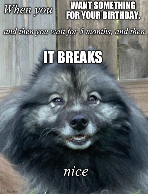 I got bored so I made this | WANT SOMETHING FOR YOUR BIRTHDAY, When you; and then you wait for 5 months, and then; IT BREAKS; nice | image tagged in memes,nice,dog | made w/ Imgflip meme maker