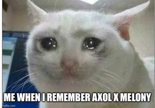 crying cat | ME WHEN I REMEMBER AXOL X MELONY | image tagged in crying cat | made w/ Imgflip meme maker