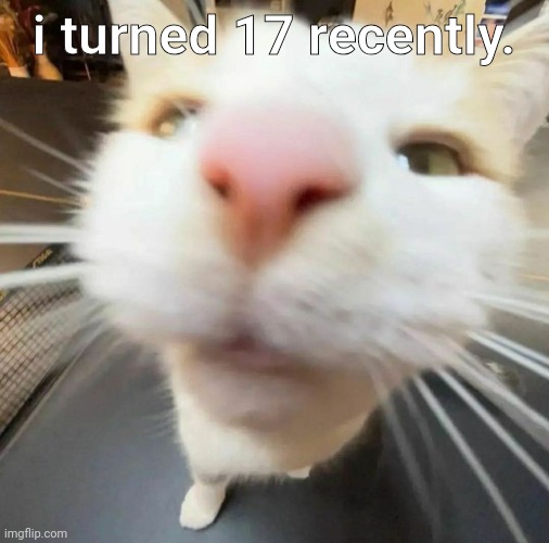 blehh cat | i turned 17 recently. | image tagged in blehh cat | made w/ Imgflip meme maker