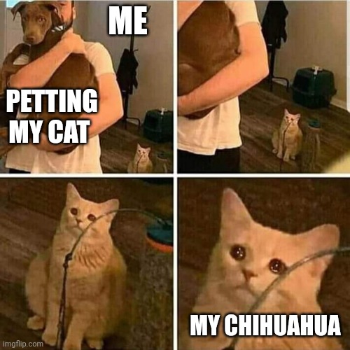 Sad Cat Holding Dog | ME; PETTING MY CAT; MY CHIHUAHUA | image tagged in sad cat holding dog | made w/ Imgflip meme maker