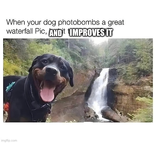 Fixed it | IMPROVES IT; AND | image tagged in there i fixed it,dogs,photobomb | made w/ Imgflip meme maker