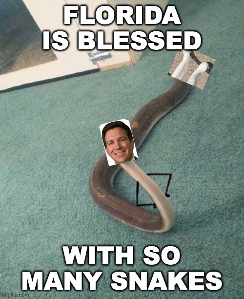 Snake | FLORIDA IS BLESSED WITH SO MANY SNAKES | image tagged in snake | made w/ Imgflip meme maker