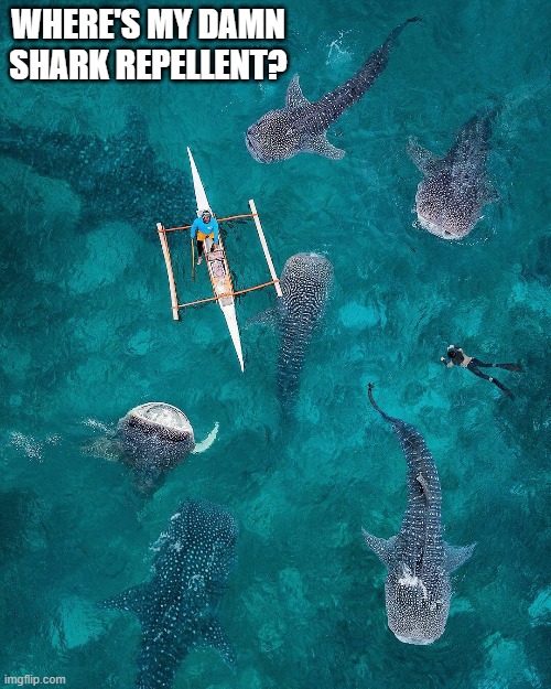 memes by Brad - Kayaker can't find his shark repellent | WHERE'S MY DAMN SHARK REPELLENT? | image tagged in funny,funny meme,sports,kayak,sharks,humor | made w/ Imgflip meme maker