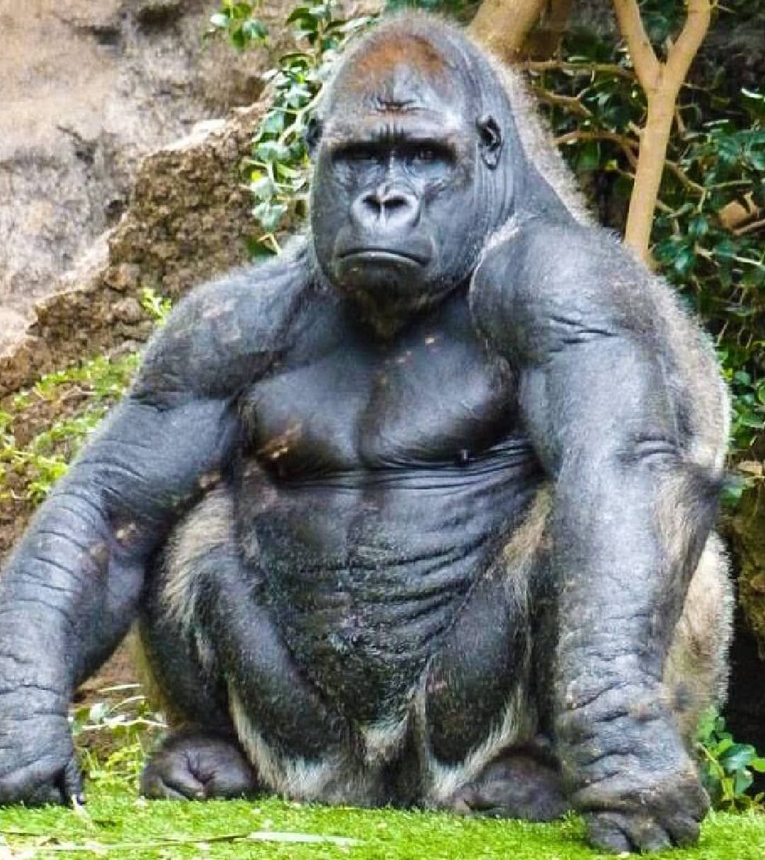 Gorilla Blank Meme Template