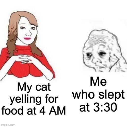 meow | Me who slept at 3:30; My cat yelling for food at 4 AM | image tagged in yes honey | made w/ Imgflip meme maker