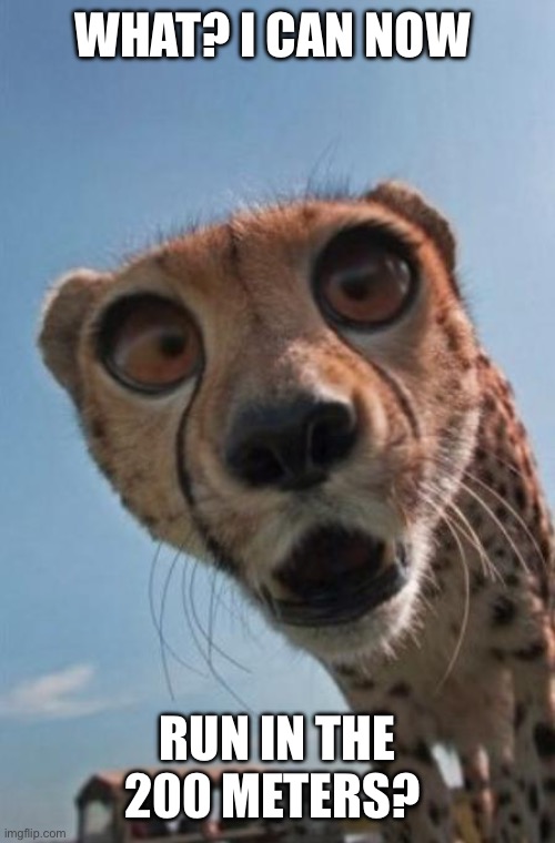 shocked cheetah | WHAT? I CAN NOW RUN IN THE 200 METERS? | image tagged in shocked cheetah | made w/ Imgflip meme maker