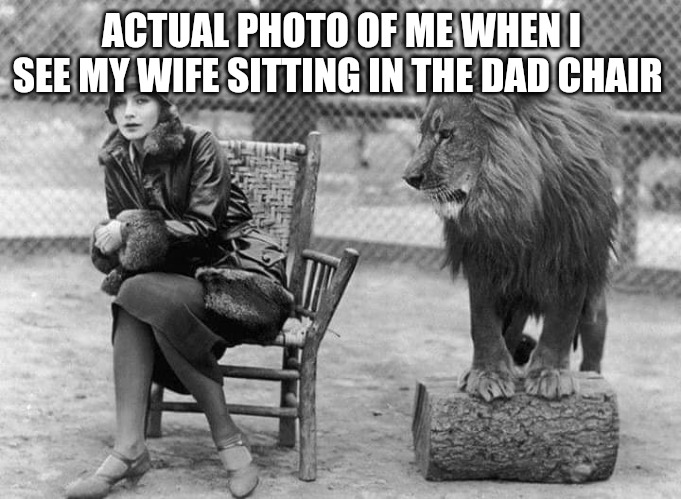 Leo The Lion | ACTUAL PHOTO OF ME WHEN I SEE MY WIFE SITTING IN THE DAD CHAIR | image tagged in leo,true story,dad joke,who's your daddy,big cats,funny cats | made w/ Imgflip meme maker