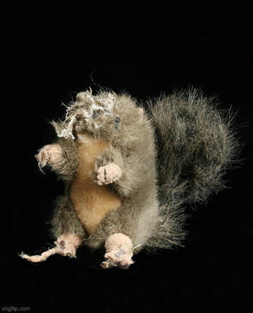 headless squirrel dog toy | image tagged in headless squirrel dog toy | made w/ Imgflip meme maker