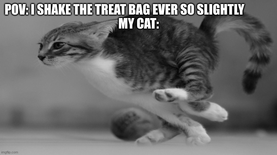 cats | POV: I SHAKE THE TREAT BAG EVER SO SLIGHTLY            
MY CAT: | image tagged in fast running cat,cats,funny cats | made w/ Imgflip meme maker