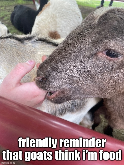 you can’t even feel their bite so it’s cool with me (they can bite pretty damn hard though omg) | friendly reminder that goats think i’m food | made w/ Imgflip meme maker